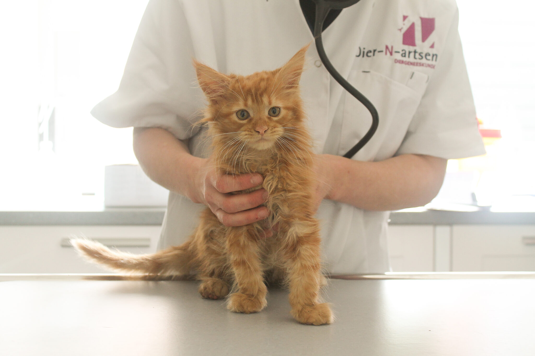 Gezelschapsdieren Dier-N-artsen Diergeneeskunde